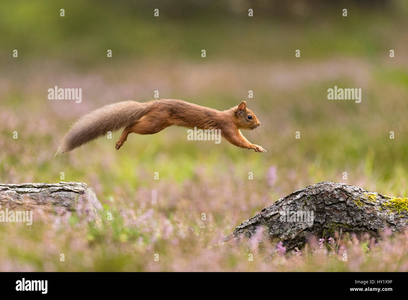 Red Squirrel (Sciurus vulgaris)  in summer coat leaping between fallen logs Scotland, UK. September. Stock Photo