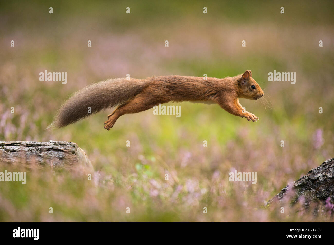 Red Squirrel (Sciurus vulgaris) in summer coat leaping between fallen logs. Scotland, UK. September. Stock Photo
