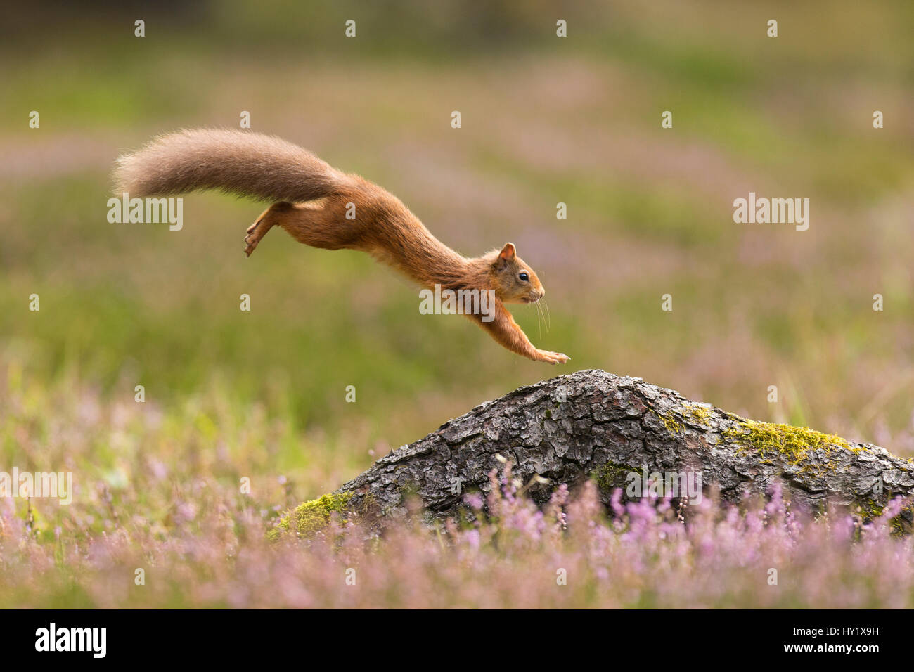 Red Squirrel (Sciurus vulgaris) adult in summer coat leaping onto fallen log. Scotland, UK. September. Stock Photo