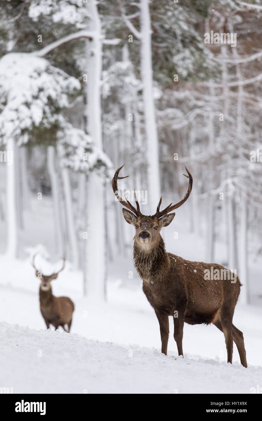 Red Deer stags (Cervus elaphus) in snow-covered pine forest. Scotland, UK. December. Stock Photo