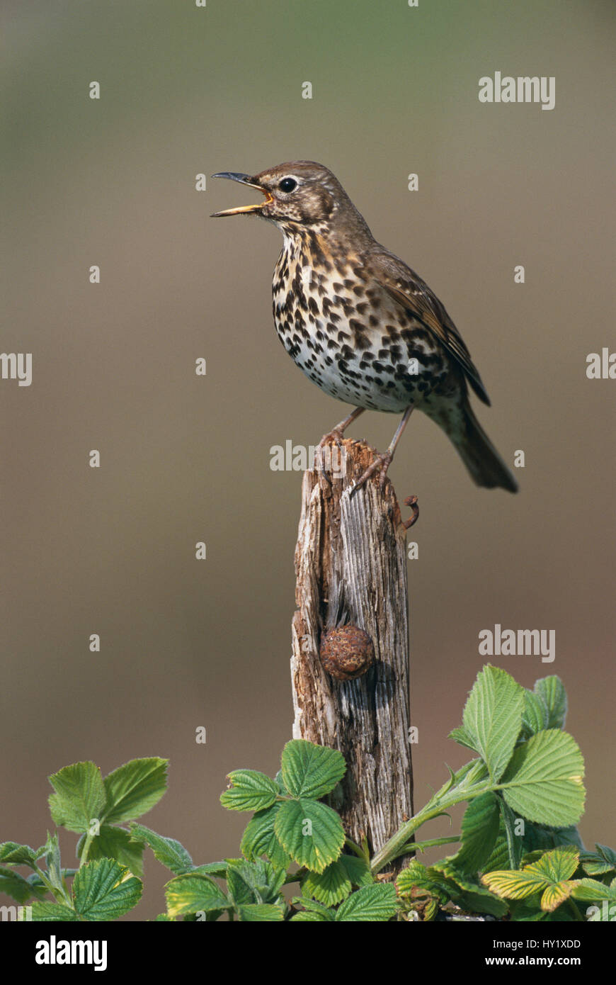 Song thrush singing (Turdus philomelos). South Uist, Scotland. Stock Photo