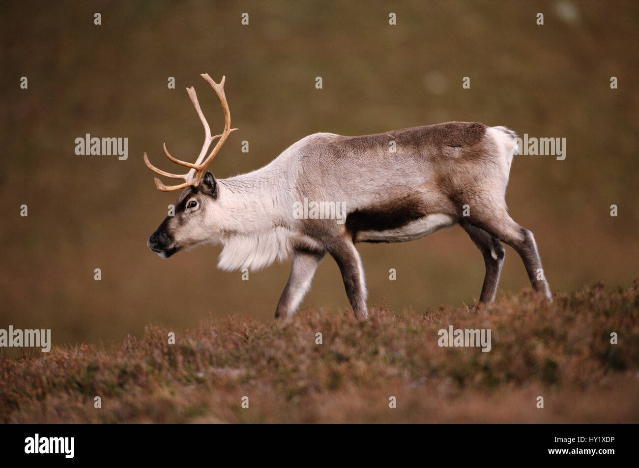 Reindeer (Rangifer tarandus) captive. Cairngorms, Scotland, UK. Stock Photo