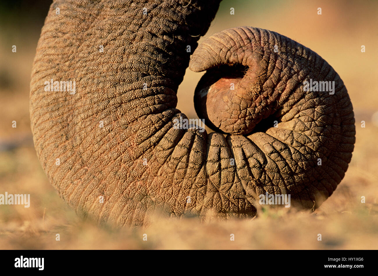 Close up of curled tip of trunk of Indian elephant (Elephas maximus). India. Endangered species. Stock Photo