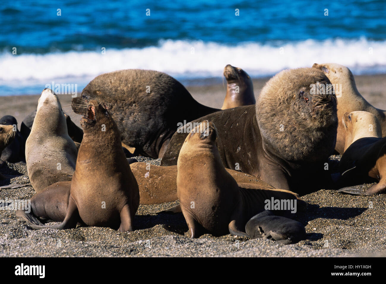 South american / Patagonian sealion male, females and pups (Otaria flavescens) colony on beach. Argentina, Valdez. Stock Photo