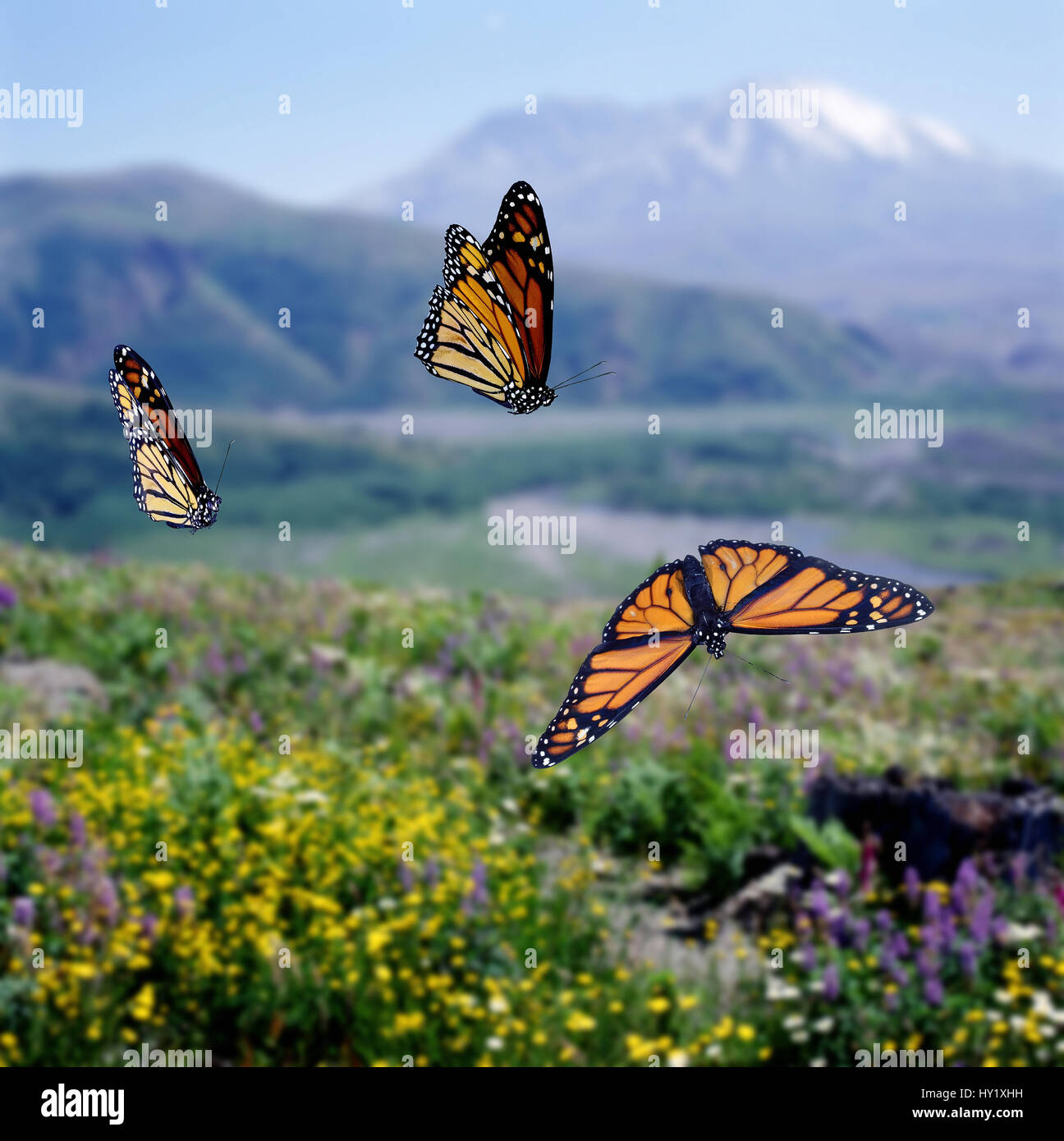 Monarch butterflies (Danaus plexippus) migrating Digital composite, captive. Stock Photo