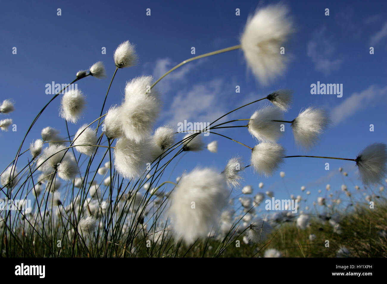 [Hình: cotton-grass-eriophorum-angustifolium-bl...HY1XPH.jpg]