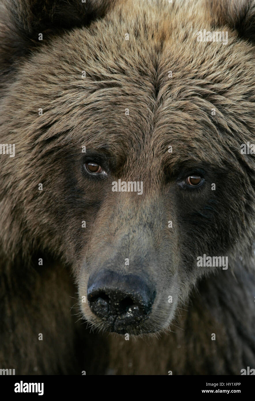 Grizzly / Brown bear (Ursus arctos) sub-adult head portrait. Katmai, Alaska. Stock Photo