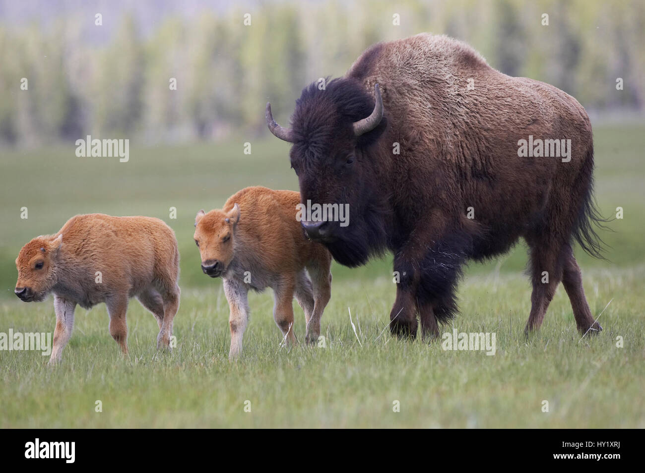 Bison (Bison bison) mother with two calves in summer meadow. Yellowstone National Park, Wyoming, USA. Stock Photo