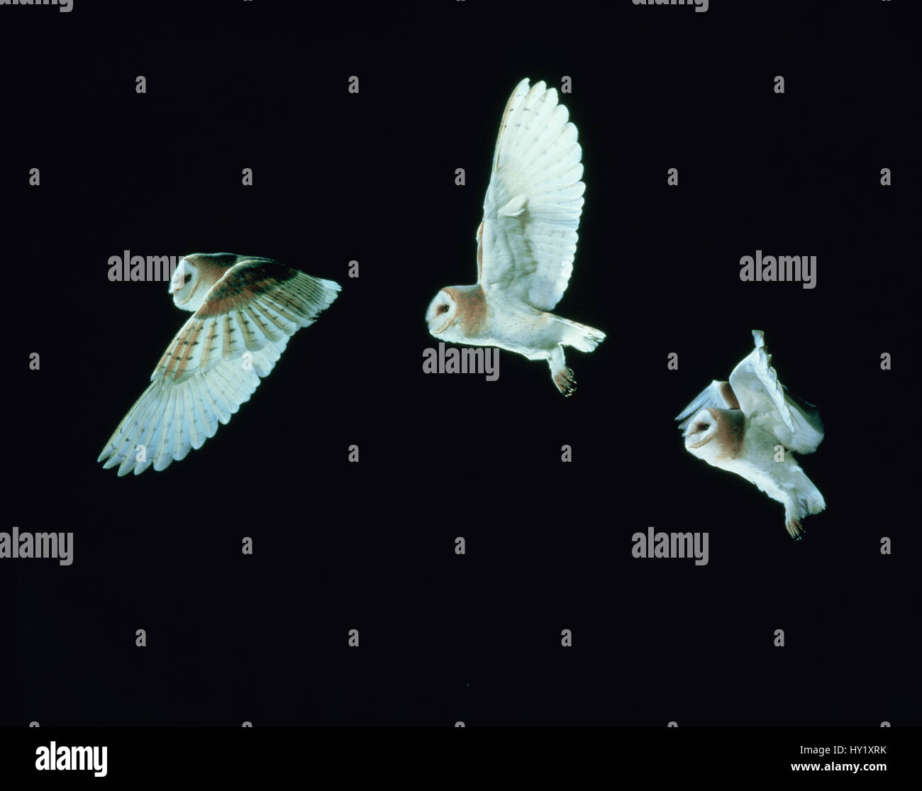 Barn Owl (Tyto alba) in flight. Time-lapse. Captive, UK. Stock Photo