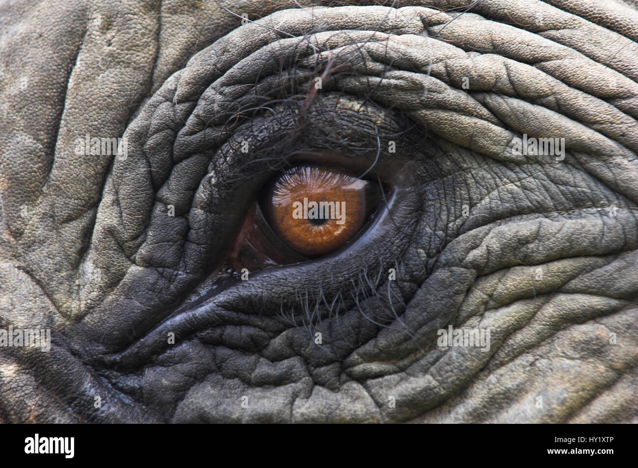 Close up of Indian Elephant Eye (Elephas maximus)(Domestic). Kaziranga National Park, Assam, India. Endangered species. Stock Photo
