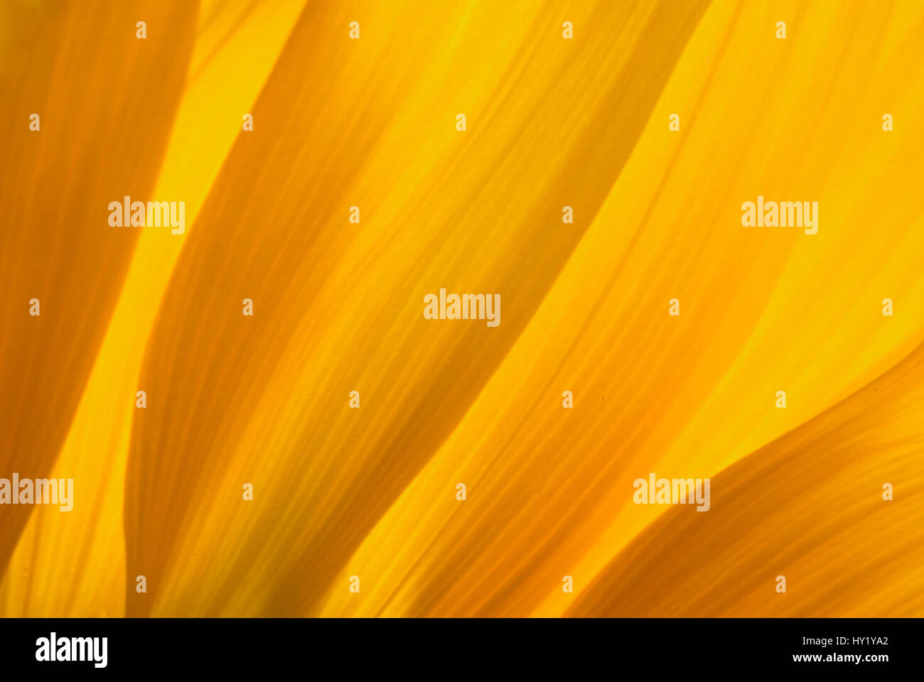 This marco stock photo shows a abstract detail of three sun flower petals with light shining through. The light is shining through revealing the struc Stock Photo