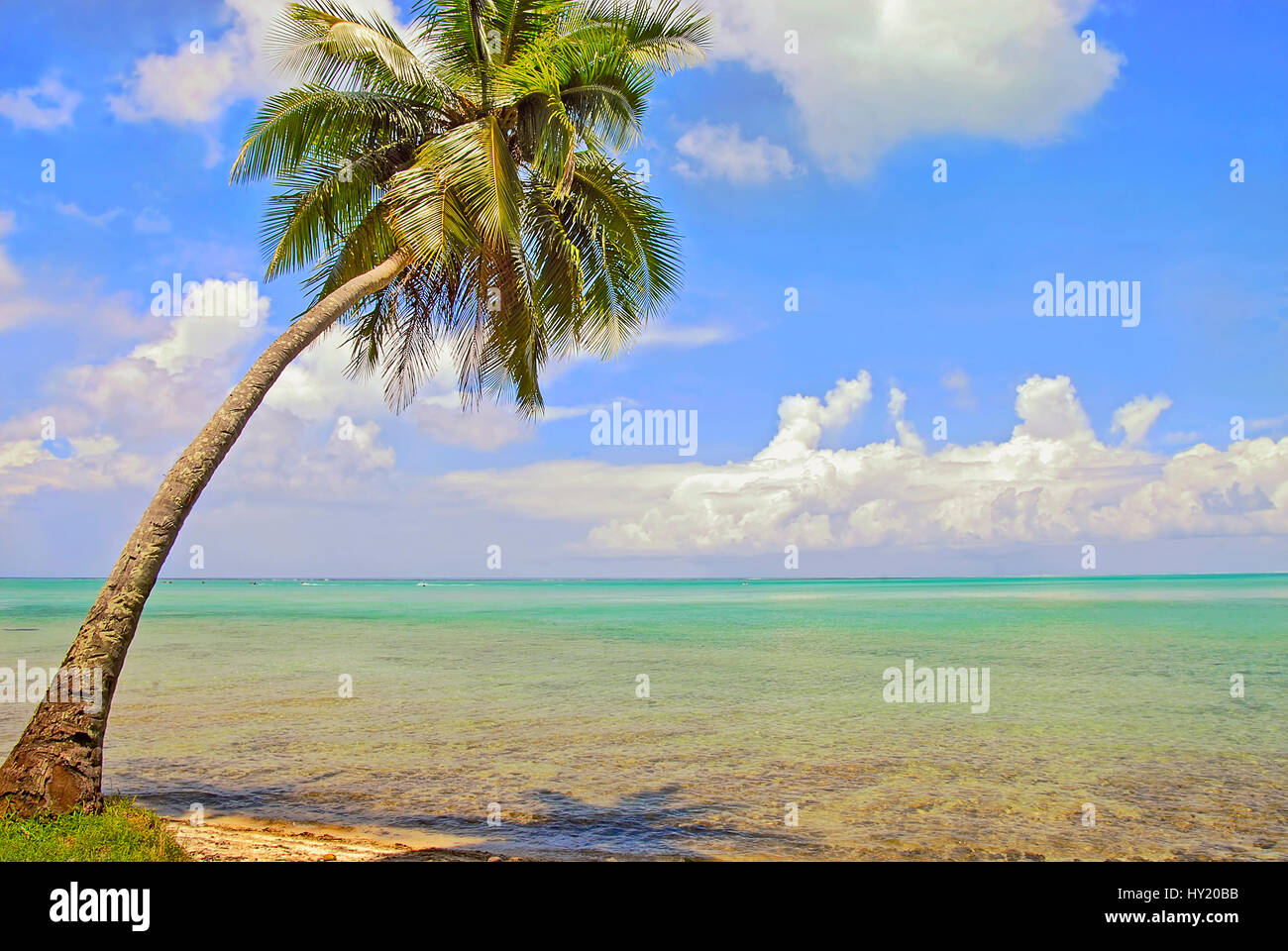 Image of a single perfect palm tree in the blue sky of Bora Bora, French Polynesia. Stock Photo