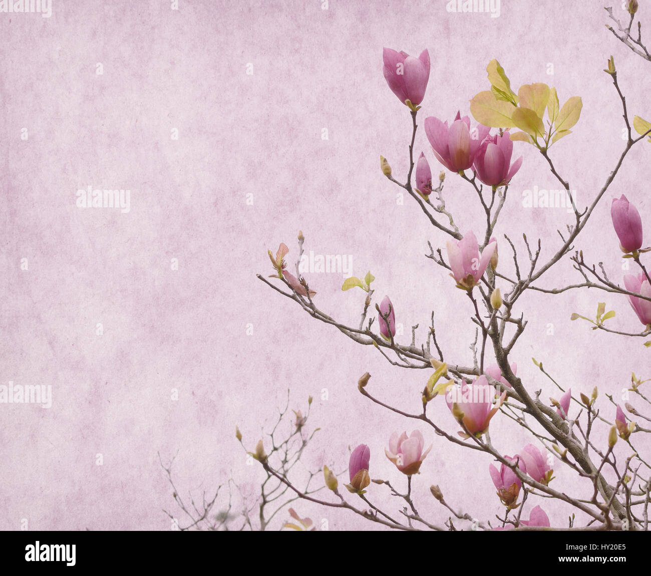 Pink magnolia flowers on old paper background Stock Photo - Alamy