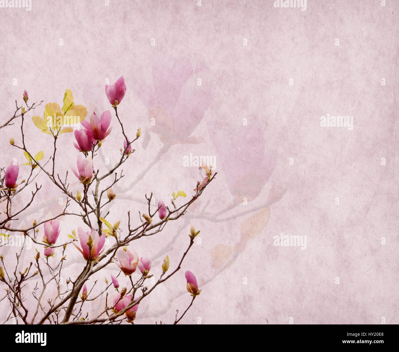 Pink magnolia flowers on old paper background Stock Photo - Alamy
