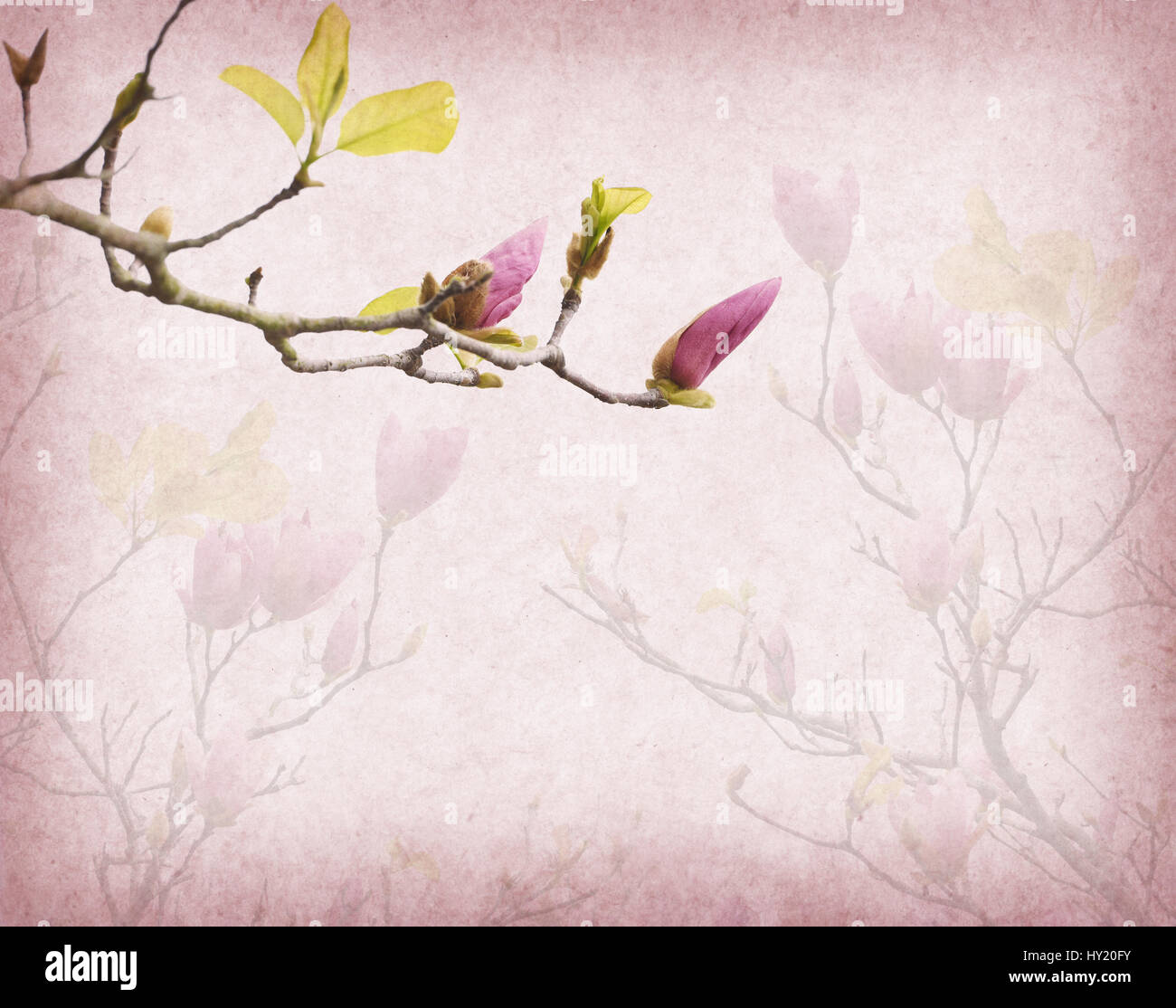 Pink magnolia flowers on old paper background Stock Photo - Alamy