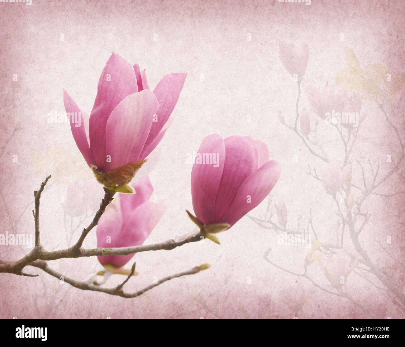 Pink magnolia flowers on old paper background Stock Photo - Alamy