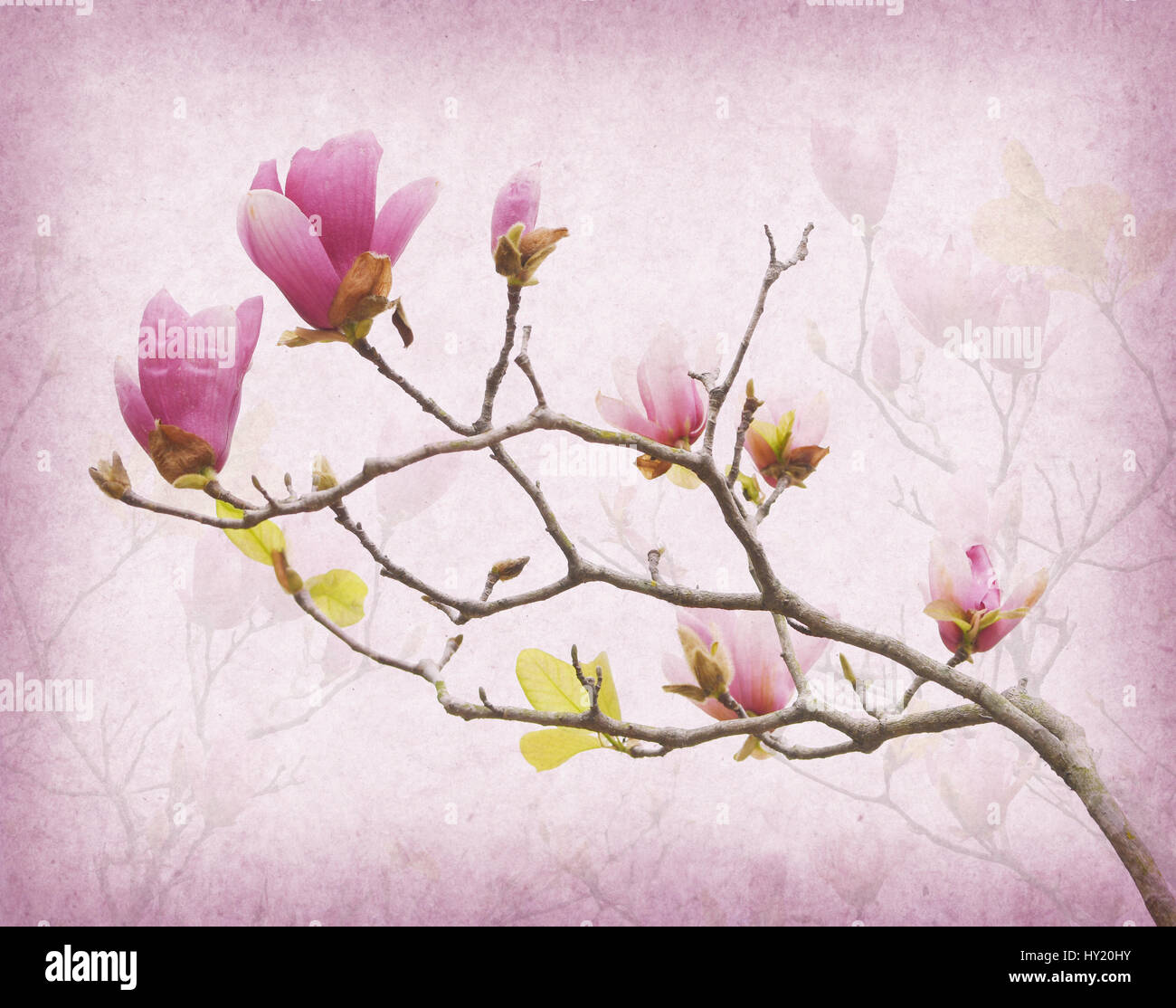 Pink magnolia flowers on old paper background Stock Photo - Alamy