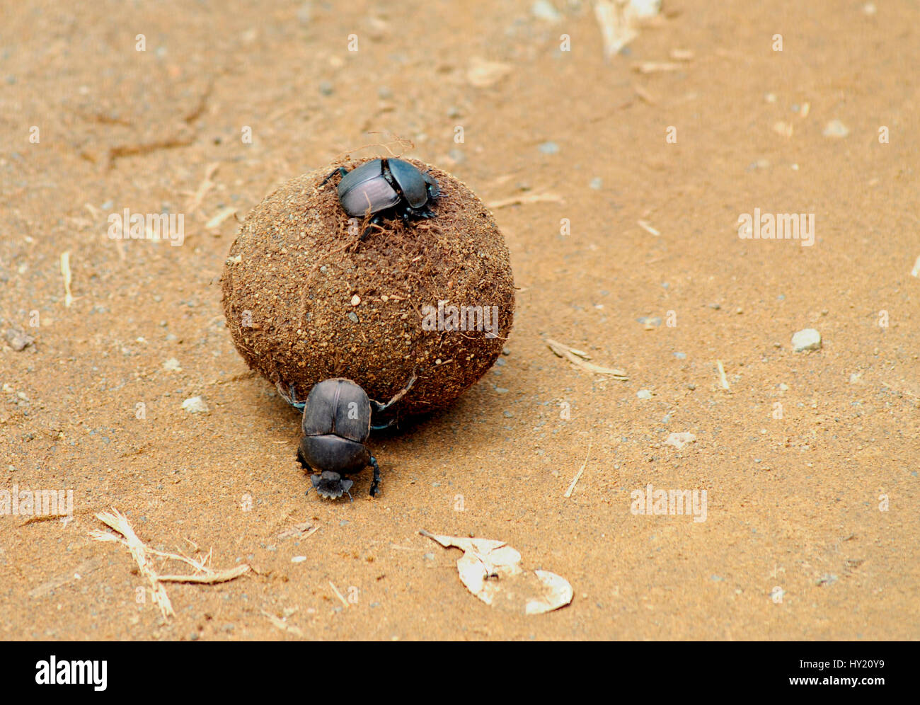 Image of Dung Beetles Rolling Elephant Dung at Addo National Park, South Africa. Stock Photo