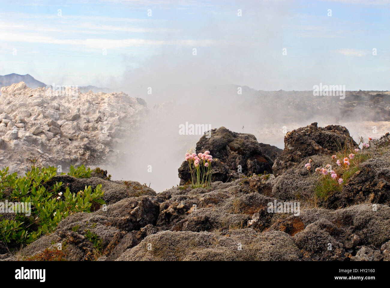 Stock Photo of rare flower vegetation in a volcano landscape at the turquoise Blue Lagoon Hot Spring in Iceland. Stock Photo
