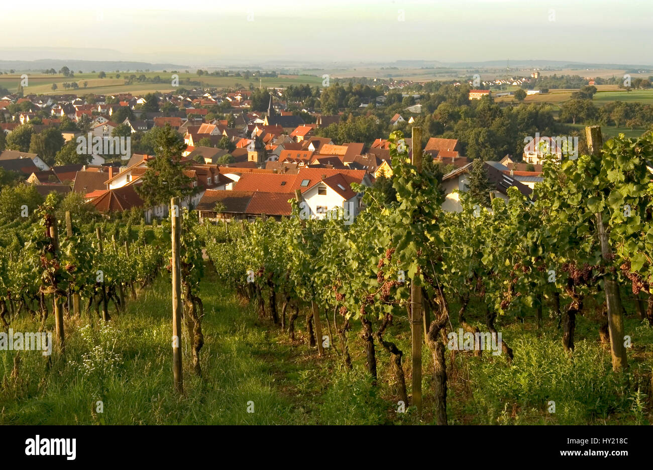 View from Burg Steinsberg at the Vineyards near village of Weiler, a suburb of Sinsheim in the German state of Baden-WÃ¼rttemberg.   Blick von der Bur Stock Photo