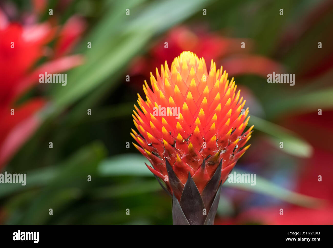 red color of Guzmania flower in garden Stock Photo