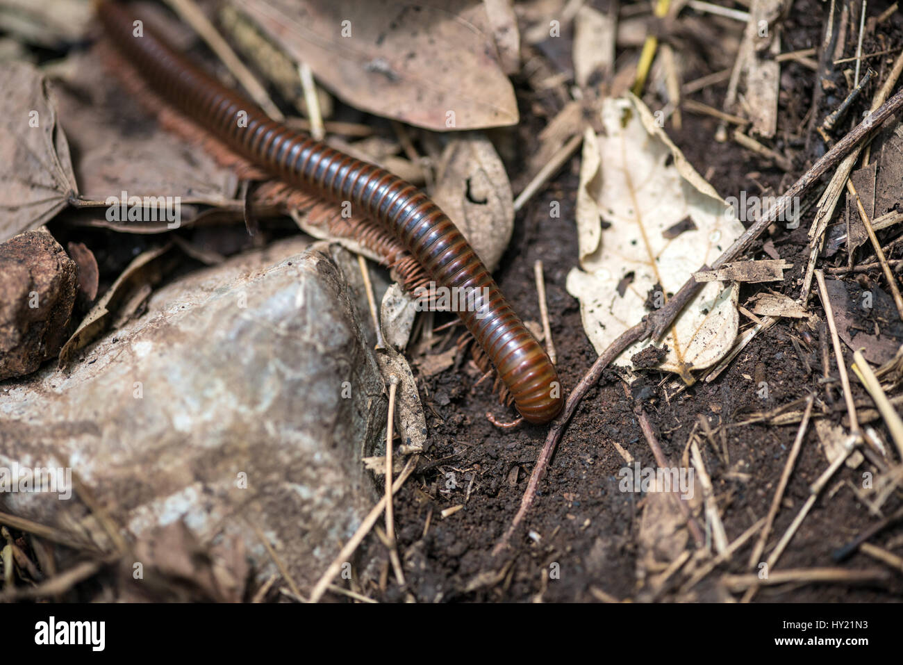 Giant Millipede (millipedes myriapods) in the rainforest, Thailand | Millipede (millipedes myriapods) im Regenwald, Thailand Stock Photo