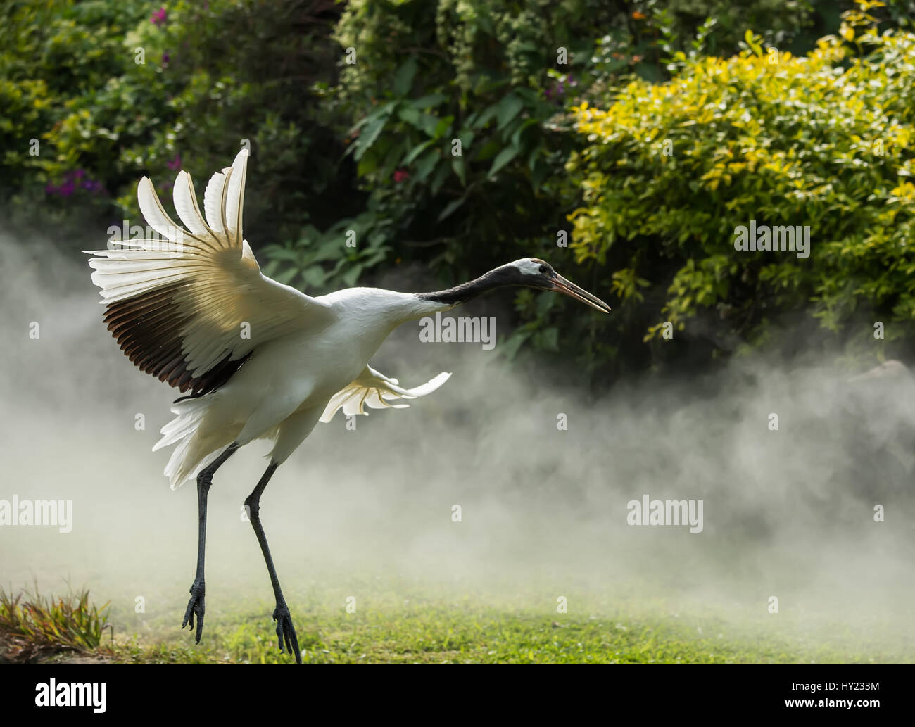 Red crowned crane china hi-res stock photography and images - Alamy