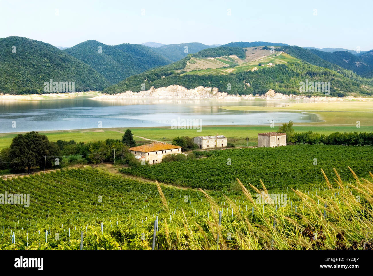Weinanbaugebiet an den Ufern des Sees von Corbara, Umbrien, Italien Stock Photo