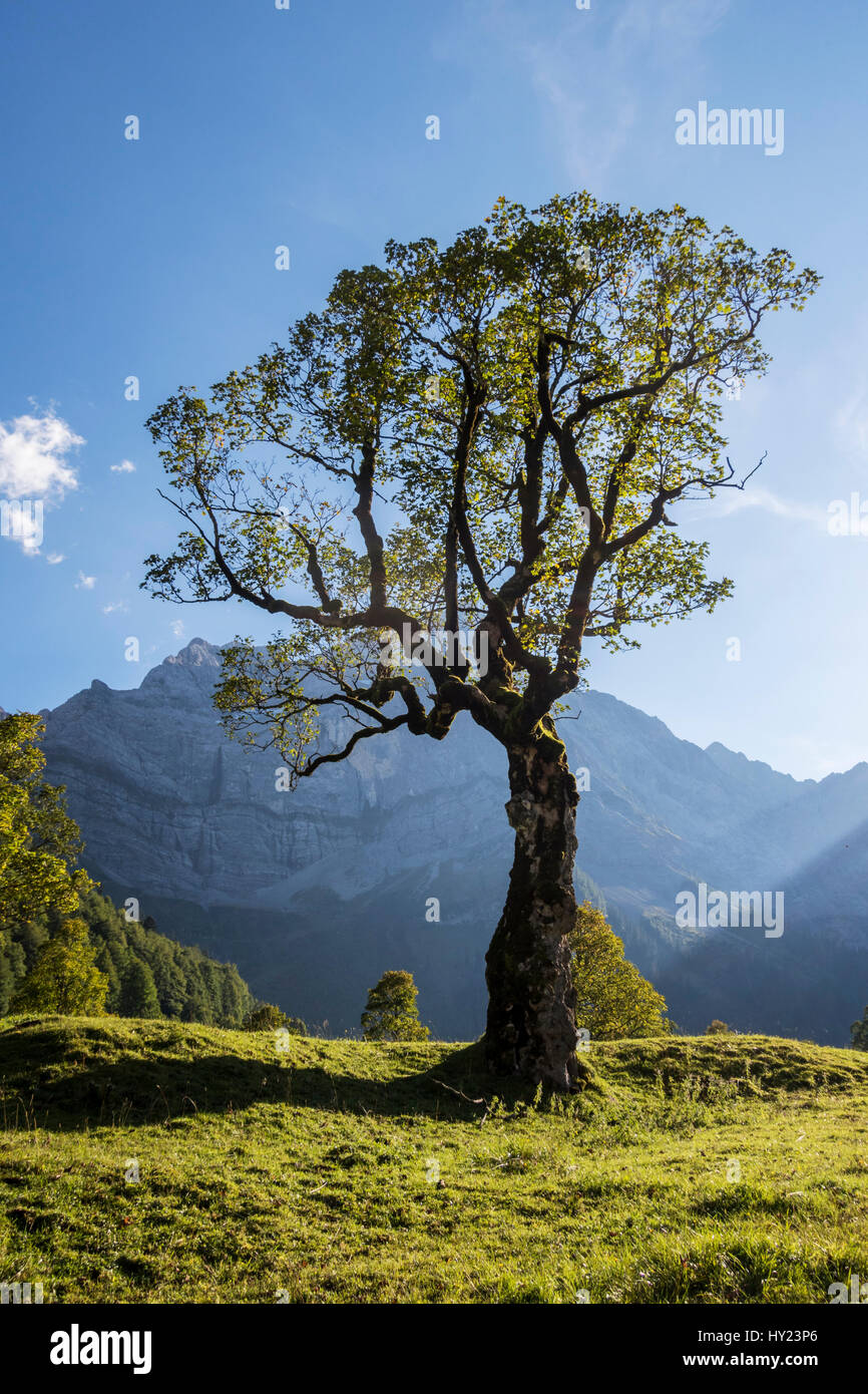 maple tree in the karwendel alps Stock Photo - Alamy