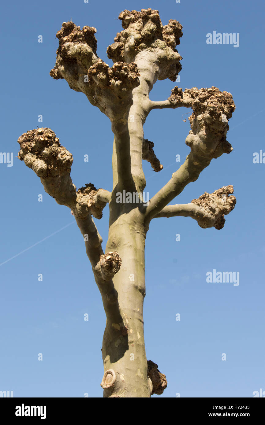 Spring cut tree hi-res stock photography and images - Alamy