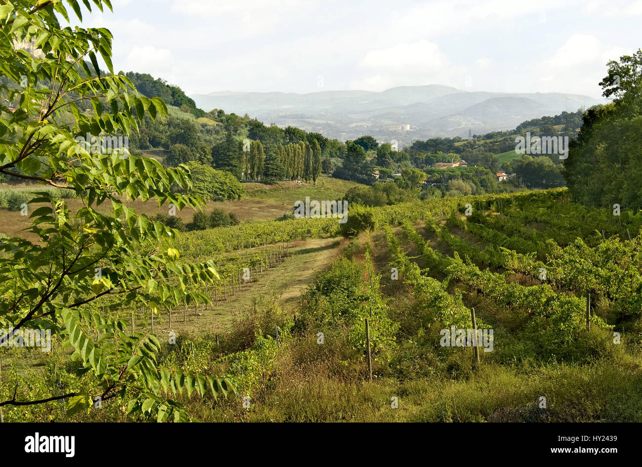 Image of Vineyards near Orvieto, Umbria, Italy. The white wine of the Orvieto district, to the northeast of the city, is highly prized; red wines are  Stock Photo