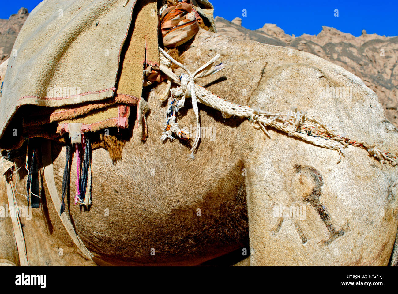 Image of a brand mark on a Bedouin camel in the Sinai Desert, Egypt. Stock Photo