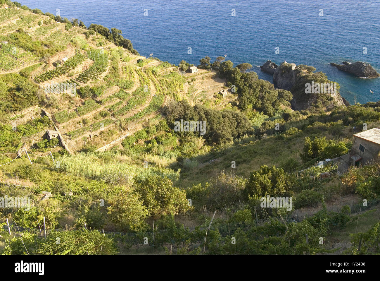 Der Parco Naturale Cinque Terre Nationalpark in der Naehe von Monterosso al Mare  an der ligurischen Kueste, Nordwestitalien. Stock Photo