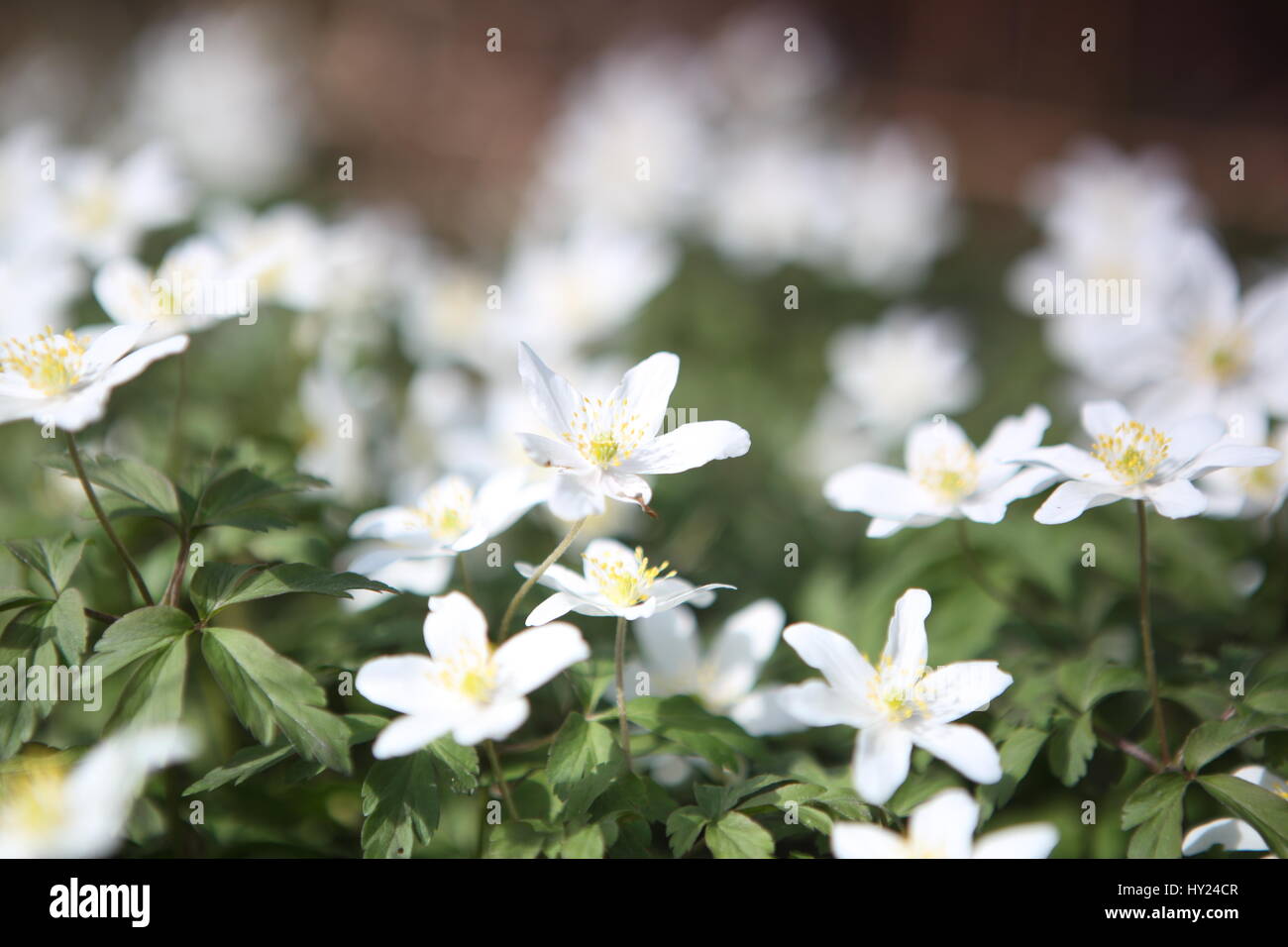 Wood Anemones in woodland Bourne Lincolnshire Stock Photo