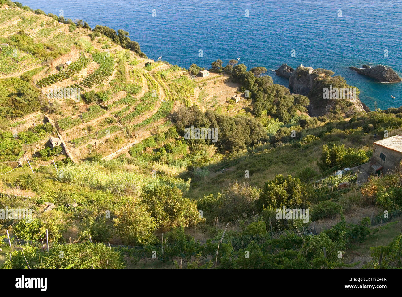 The Parco Naturale Cinque Terre near Monterosso al Mare at the Ligurian Coast, North West Italy.  Der Parco Naturale Cinque Terre Nationalpark in der  Stock Photo