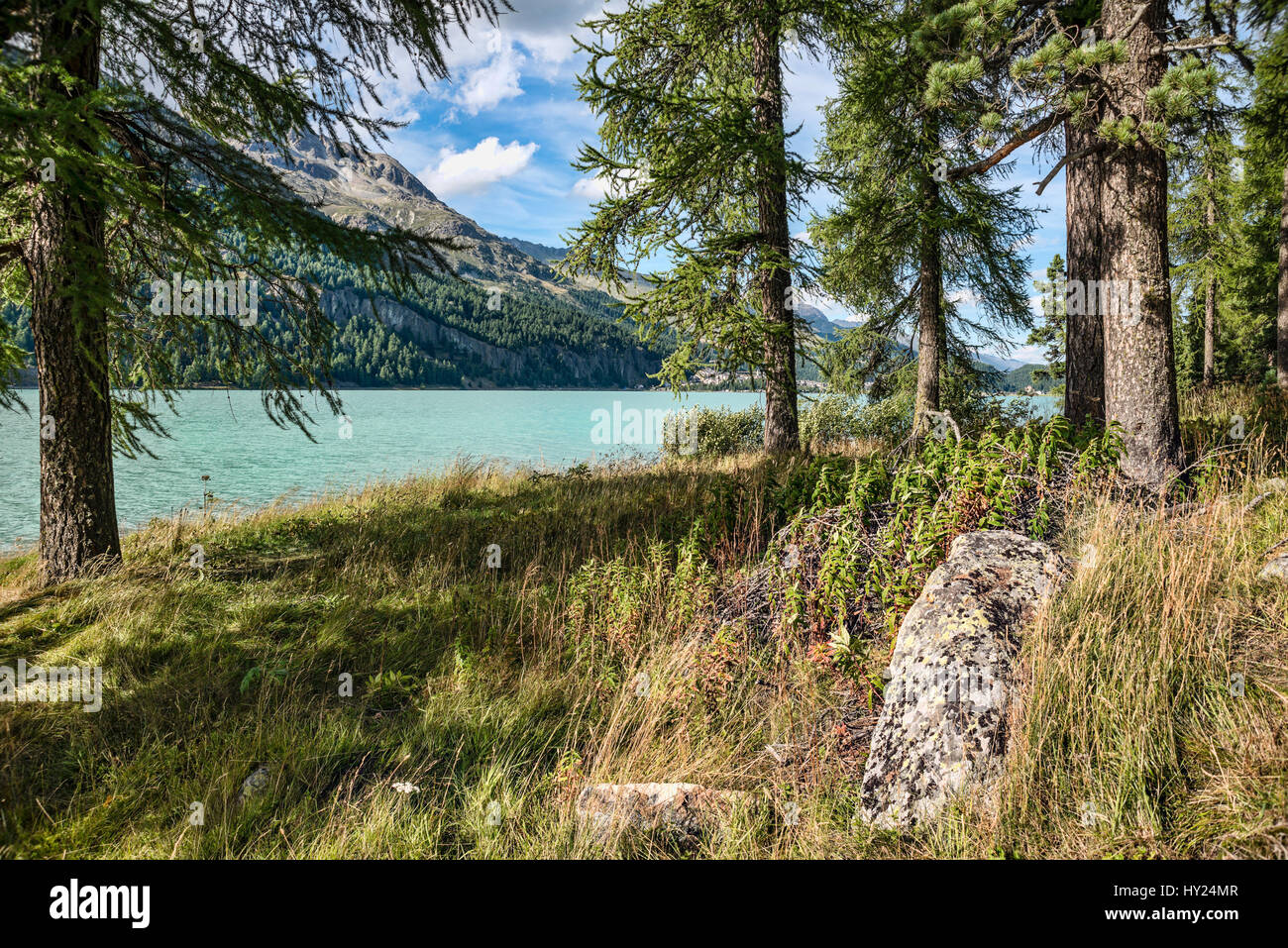 Look through Spring forest landscape at Lake Silvaplana, Engadine, Switzerland. | Blick durch eine Waldlandschaft am Silvaplaner See im Fruehling Enga Stock Photo