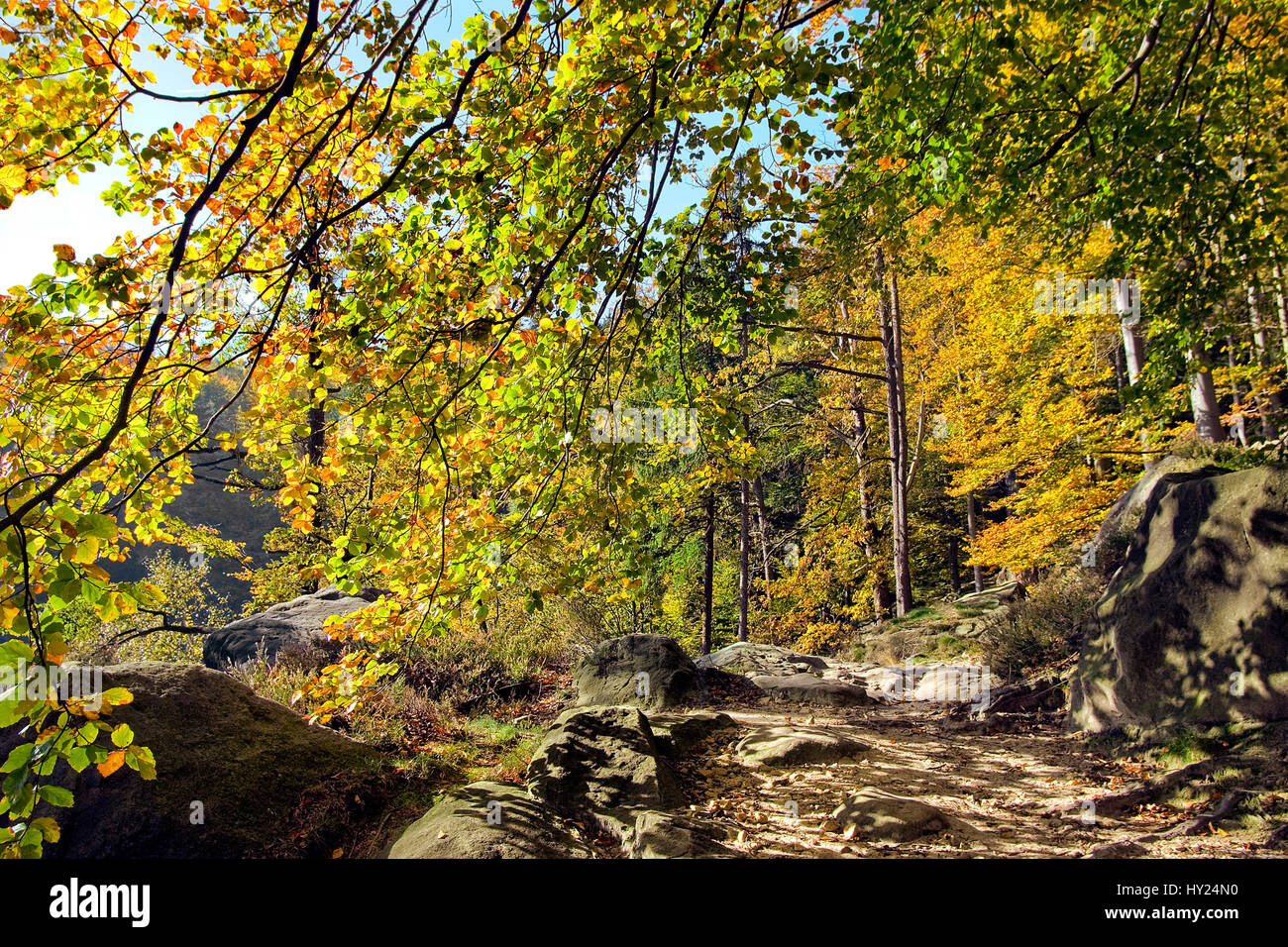 Beech forest in autumn colors, Saxon Switzerland, Germany | Buchenwald im Herbst, Saechsische Schweiz, Sachsen, Deutschland Stock Photo