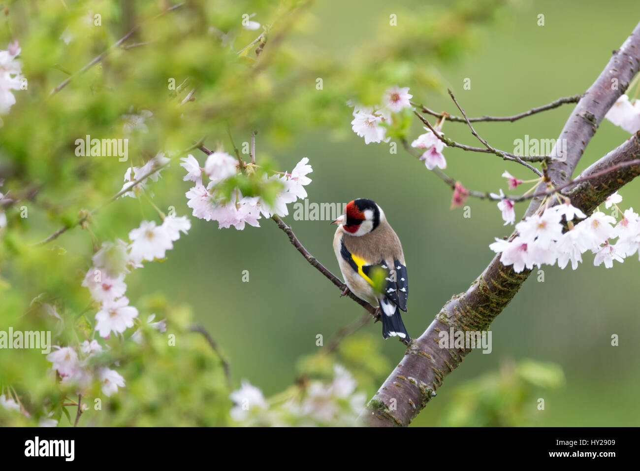a Goldfinch (Carduelis carduelis) perches on a cherry blossom tree. Credit: Ian Jones/alamy Live News Stock Photo
