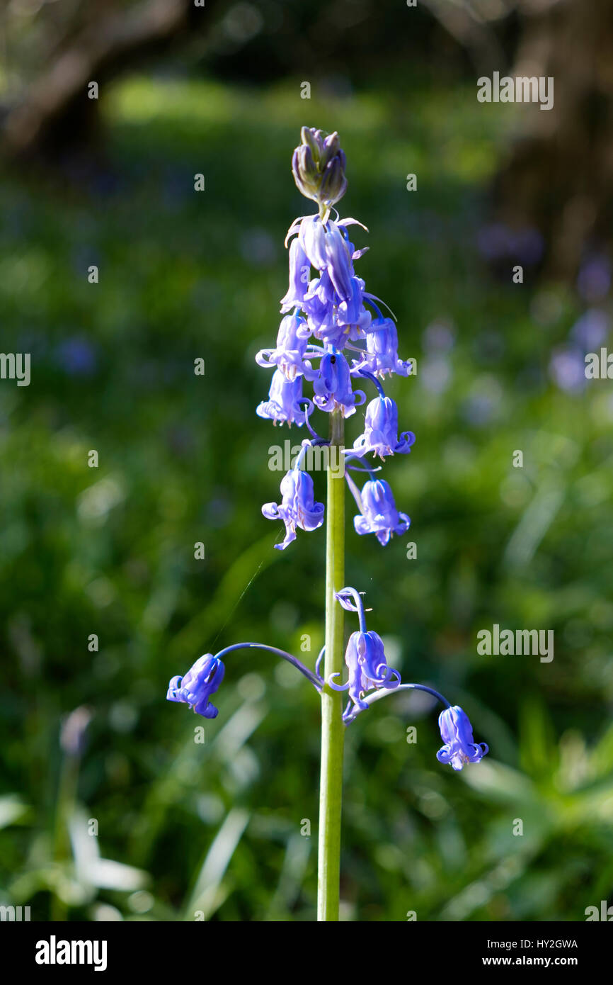 Bristol, UK. 1st April, 2017. The warm Spring sunshine tempts the first Bluebells of the season to show their heads in Woodland close to Bristol. After a wet start the West country basked in warm sunshine for most of the day. Credit: Stephen Hyde/Alamy Live News Stock Photo