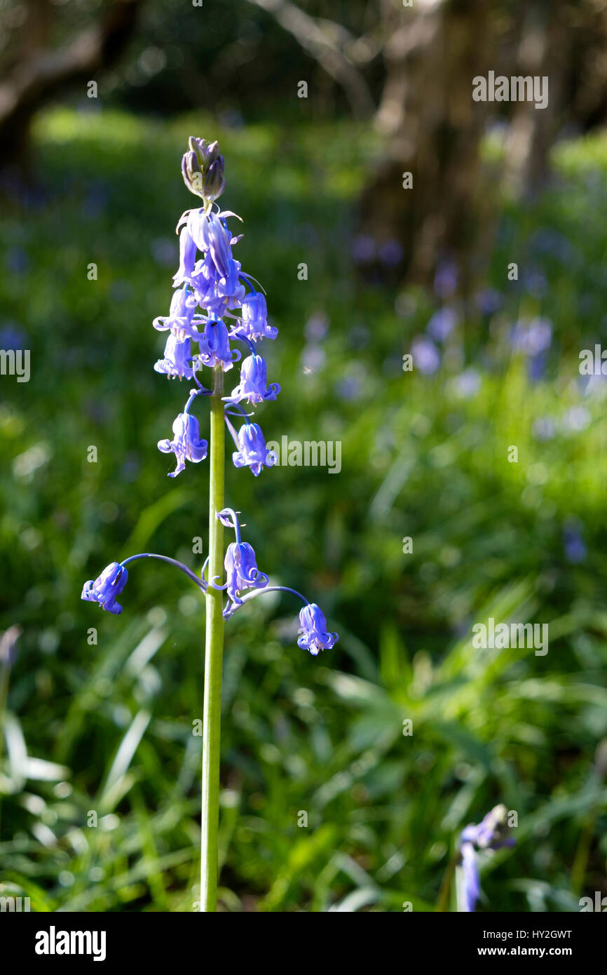 Bristol, UK. 1st April, 2017. The warm Spring sunshine tempts the first Bluebells of the season to show their heads in Woodland close to Bristol. After a wet start the West country basked in warm sunshine for most of the day. Credit: Stephen Hyde/Alamy Live News Stock Photo