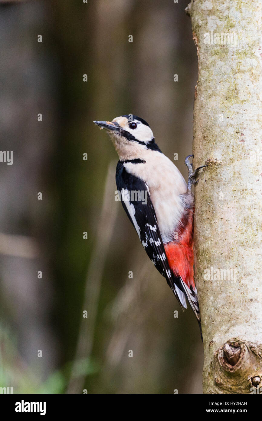 Blaenpennal, Aberystwyth, Ceredigion, Wales. 01st April 2017. A female greater spotted woodpecker is investigating a tree trunk in the garden looking for food. Credit: Phil Jones/Alamay Live News Stock Photo