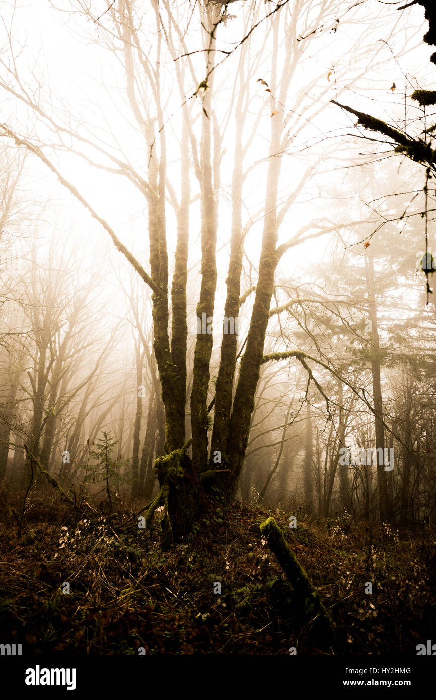 Mossy green trees in foggy Oregon forest. Winter day setting. Near Beaverton, Oregon, USA. Stock Photo