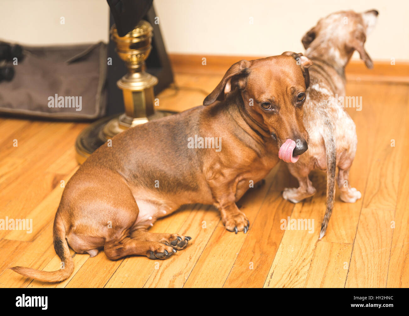 Two dachsunds sitting on wood floor in modern home. One dog is looking at the camera; the other dog is sitting down and looking away. Stock Photo