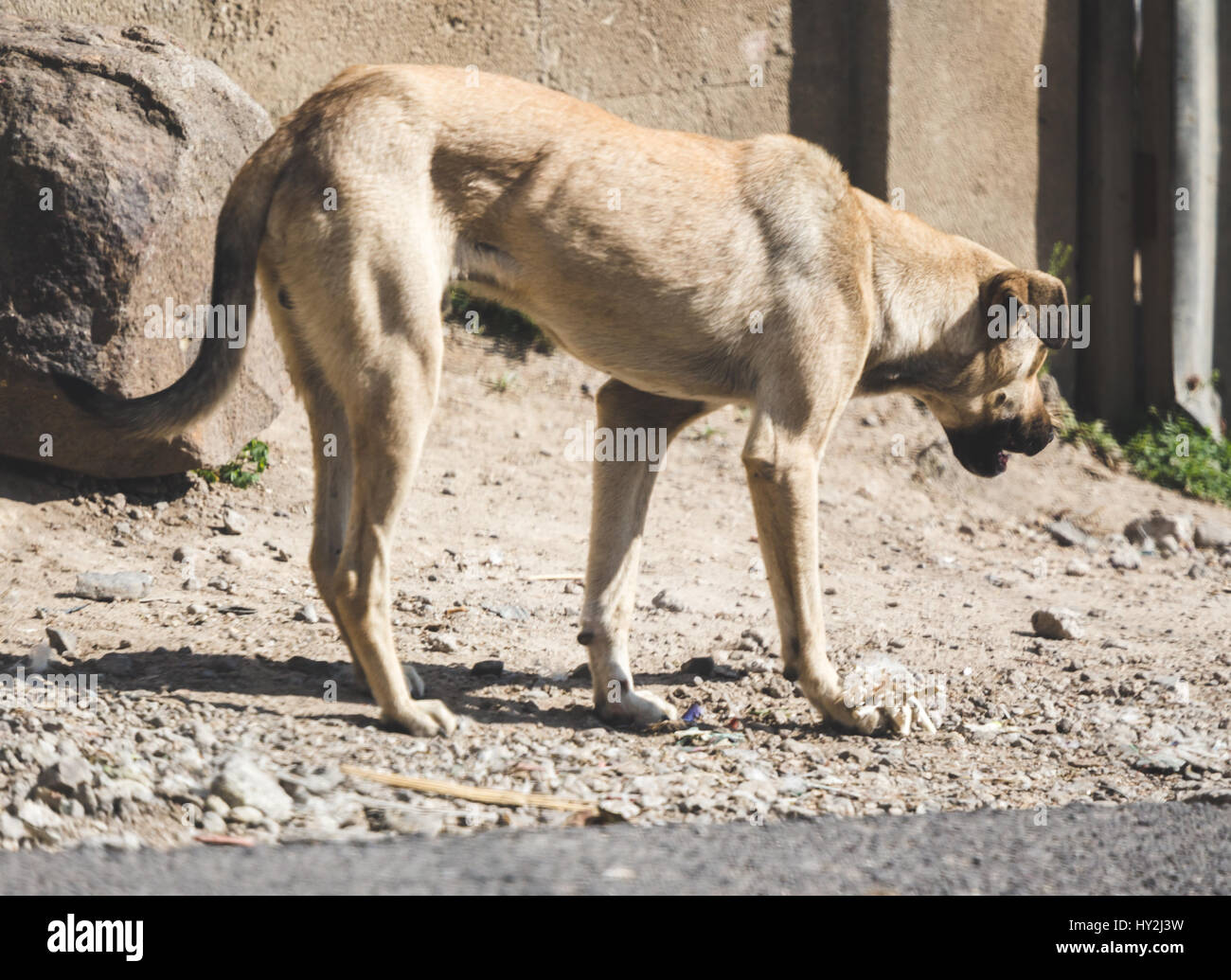 Stray dog walking near the road in rural Guatemala, Central America. Stock Photo