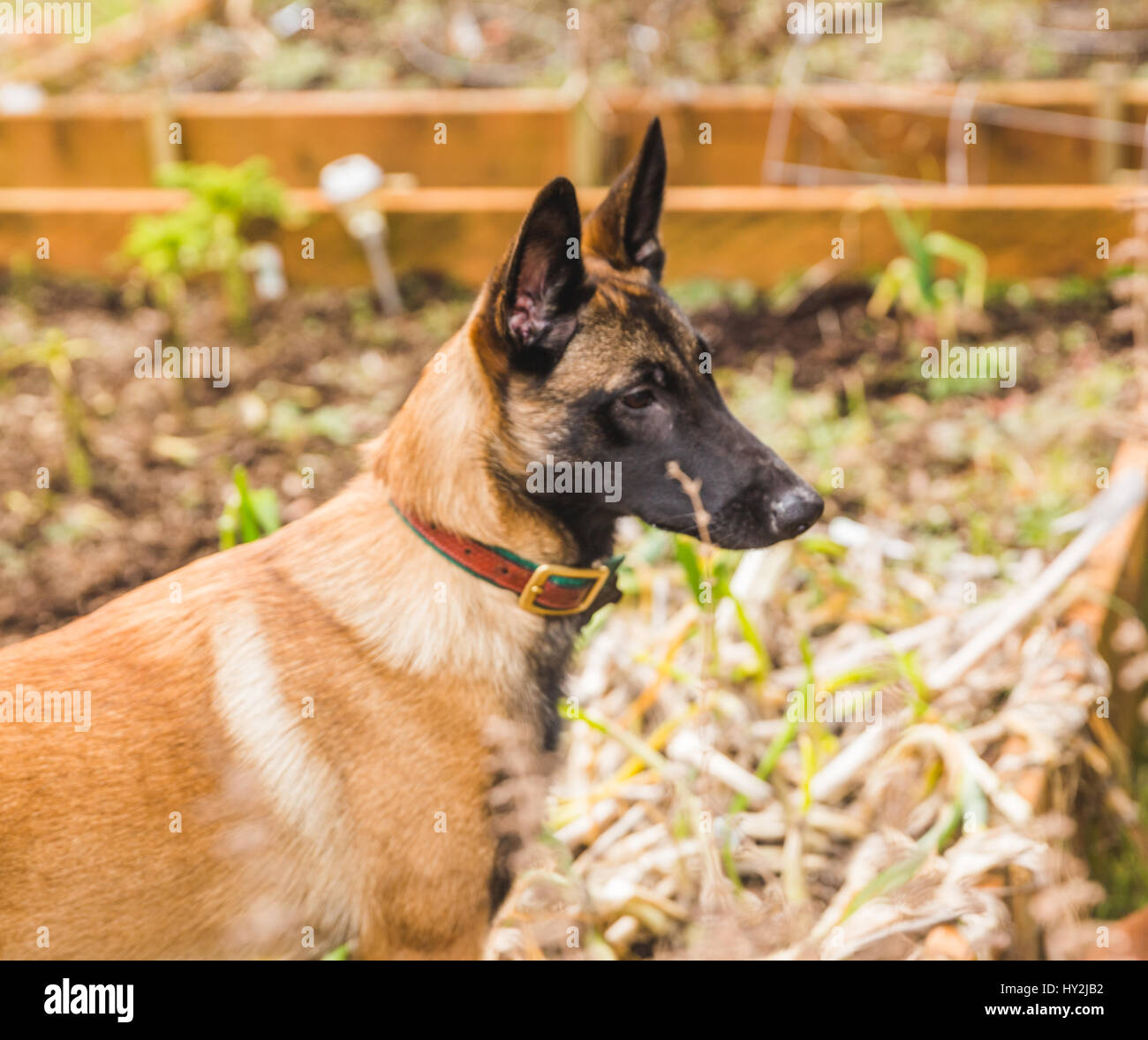 Shepard dog playing outside in a home back yard. Stock Photo