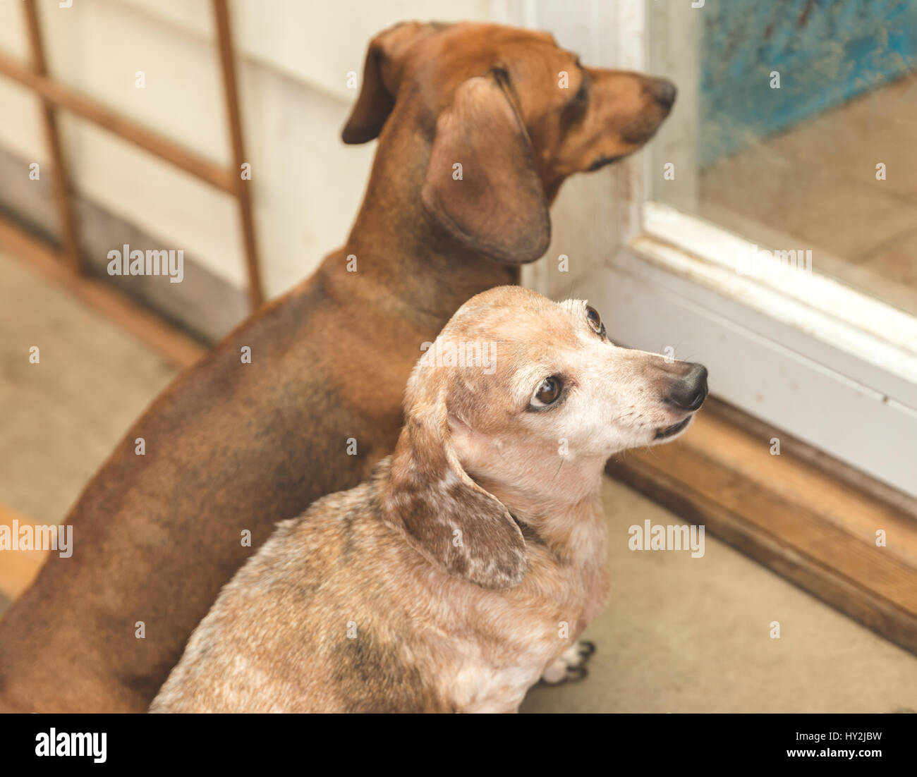 Brown, tan, and white dauchsund dogs waiting outside near a back door at home. Stock Photo