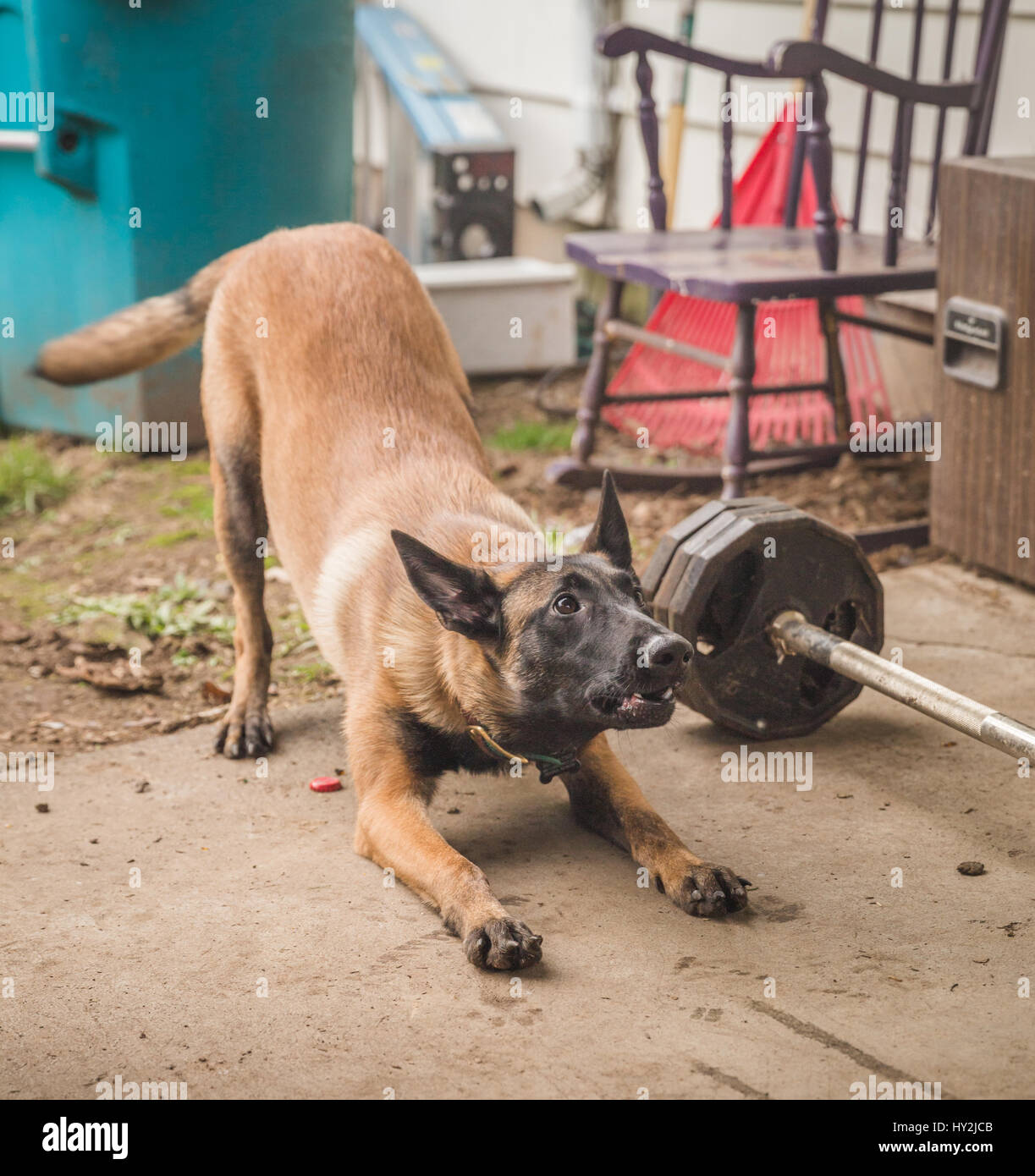 Shepard dog playing outside in a home back yard. Stock Photo
