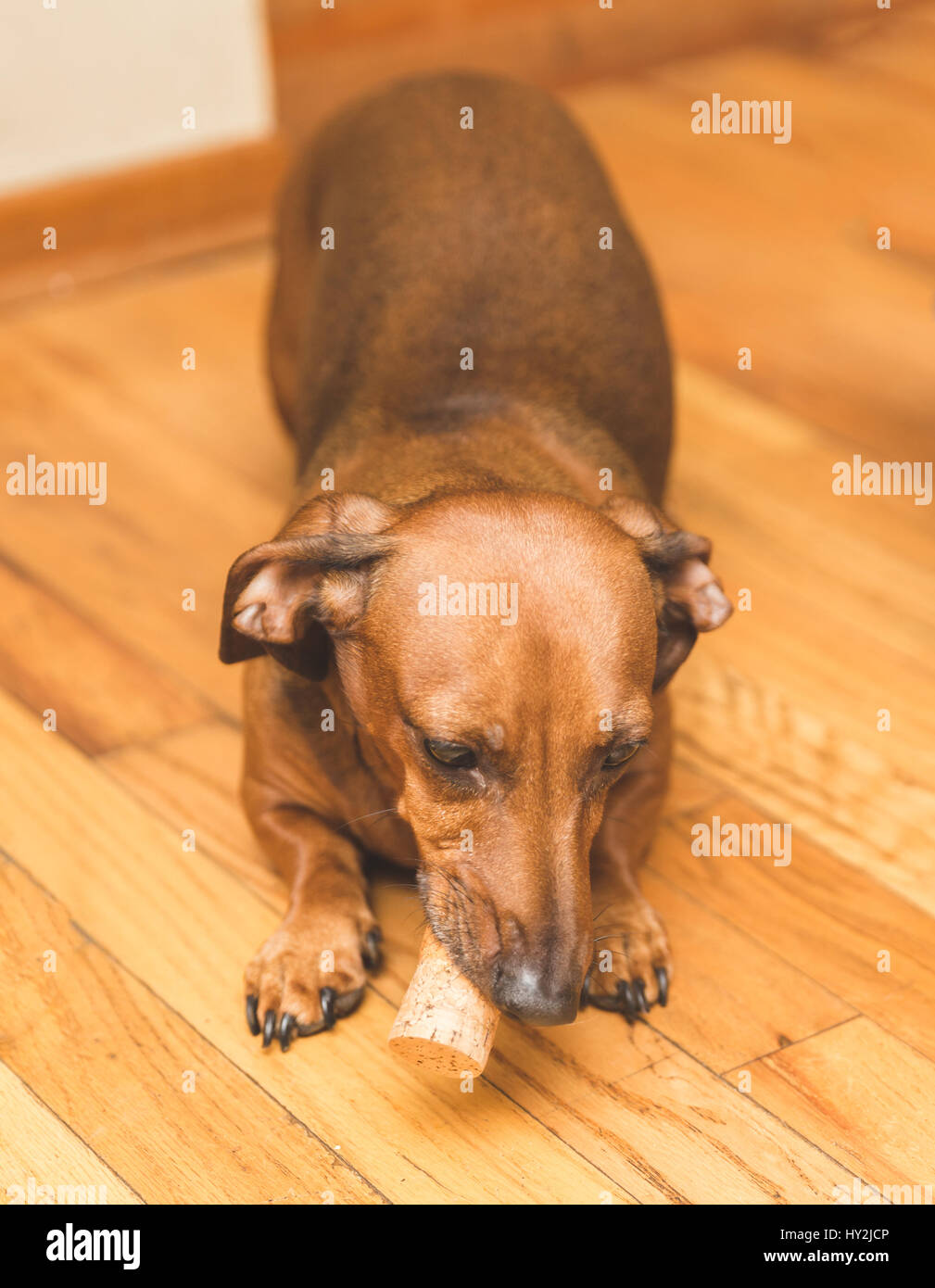 Brown, tan, and white dauchsund dogs playing. Stock Photo