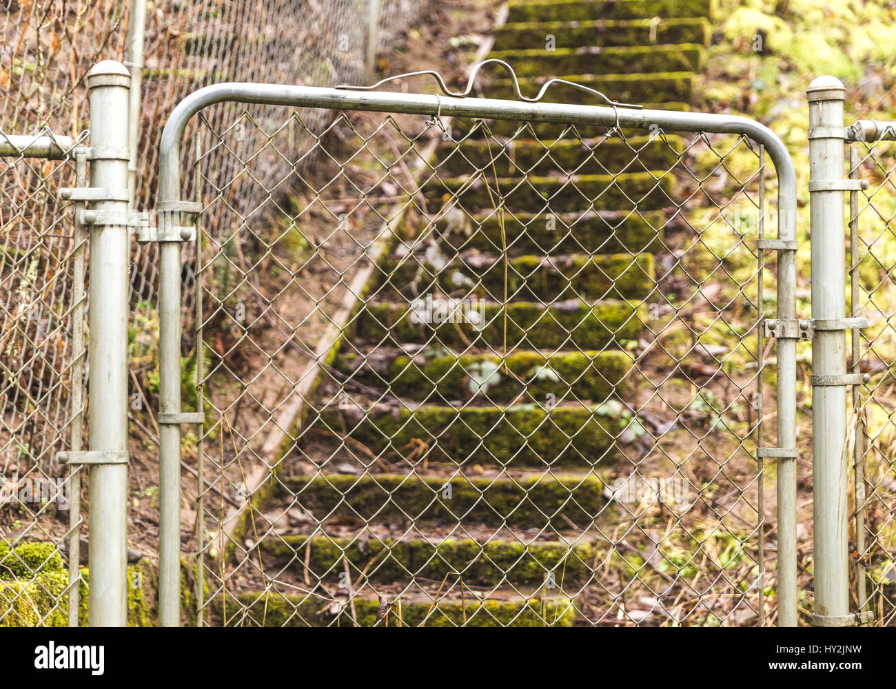 Mossy green steps in lush forest park Stock Photo - Alamy