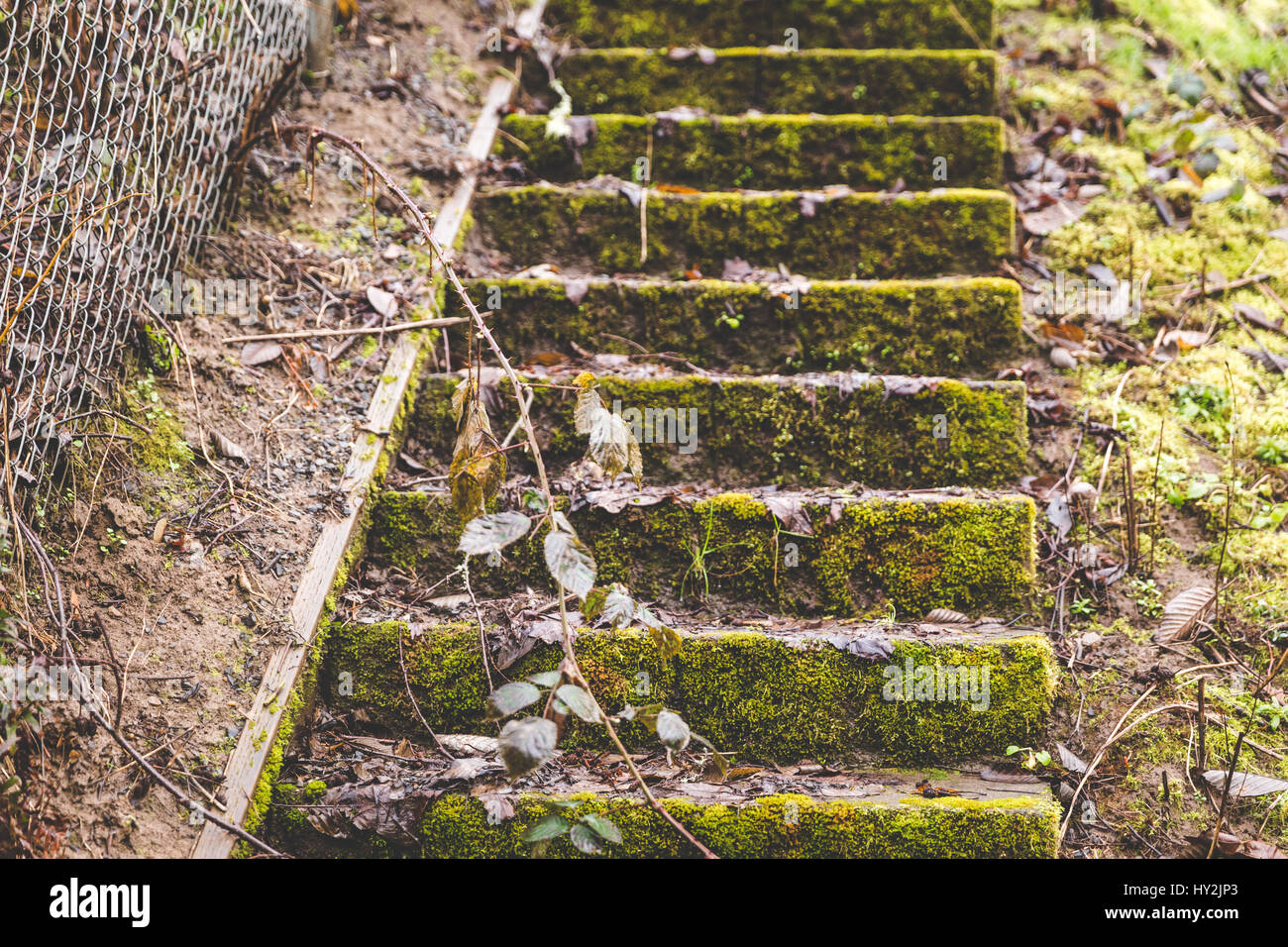 Mossy green steps in lush forest park Stock Photo - Alamy
